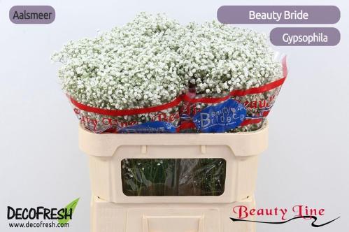 Gypsophila paniculata Beauty Bride