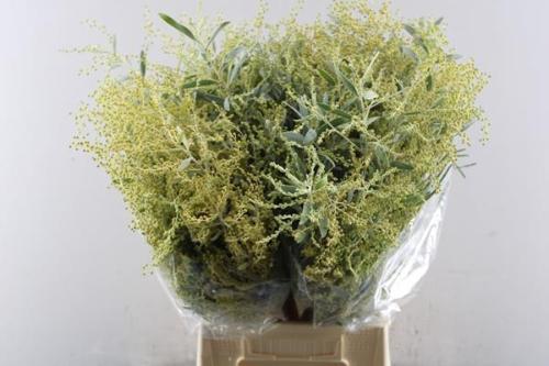 Acacia x hamburyana bloeiend per bos