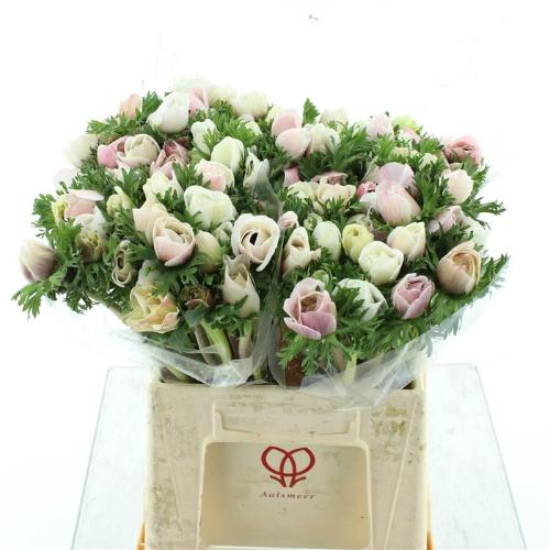 Anemone coronaria 'Mistral Plus White'