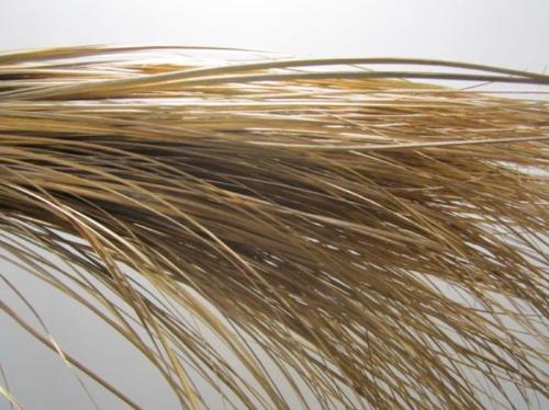 Xerophyllum tenax Beargrass kleurbehandeld per bos H%