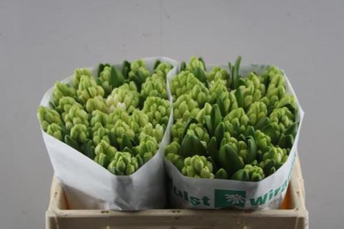 Hyacinthus orientalis 'Antarctica'