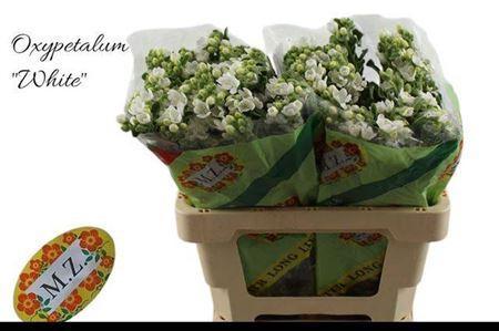 Oxypetalum coeruleum 'Perfect White Harmony'