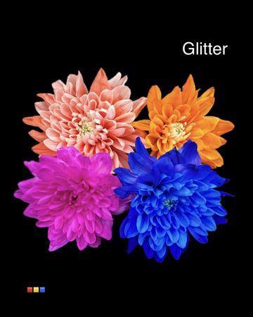 Chrysanthemum Indicum Grp tros kas kleurbehandeld H%