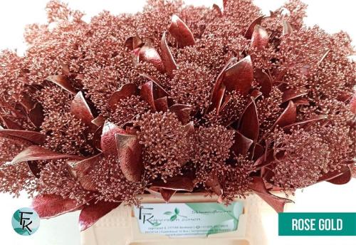 Skimmia per bos overig kleurbehandeld H%