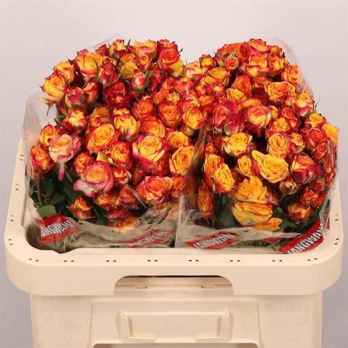 Rosa tros Land of Fire