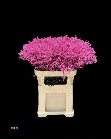 Solidago kleurbehandeld H%