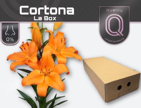 Lilium (LA-hybrids Grp) 'Cortona'