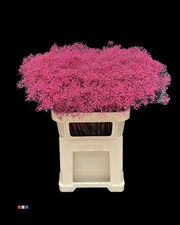 Gypsophila overig kleurbehandeld H%