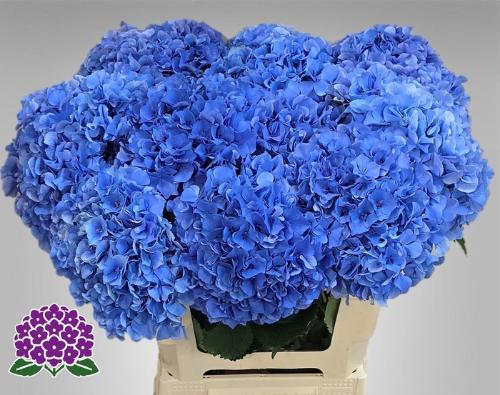 Hydrangea macrophylla Royal Parade