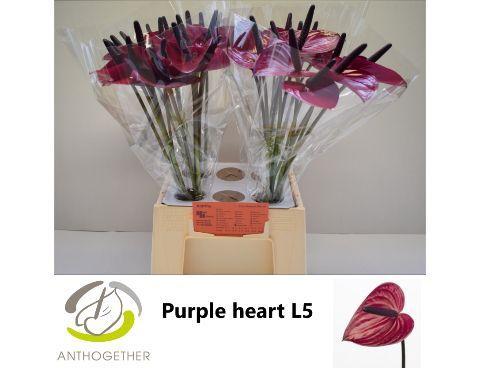 Anthurium Andreanum Grp Purple Heart