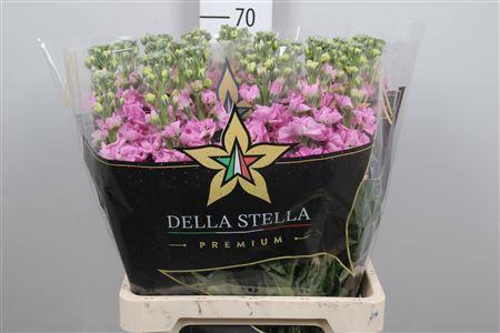 Matthiola incana 'Iron Pink'