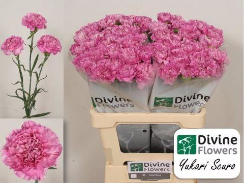 Dianthus standaard 'Yukari Scuro'