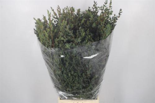 Eucalyptus per bos parvifolia