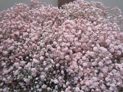 Gypsophila overig kleurbehandeld H%