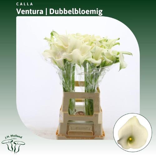 Zantedeschia 'Captain Ventura'