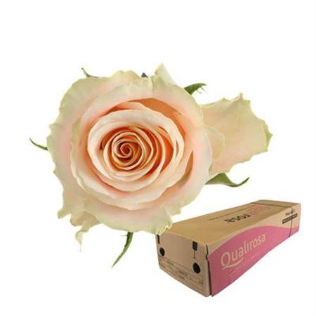 Rosa grootbloemig Charmant