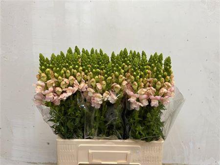 Antirrhinum majus 'Costa Silver'