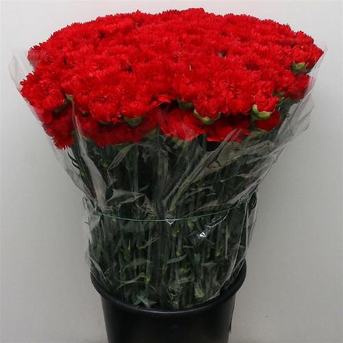 Dianthus standaard 'Arona'