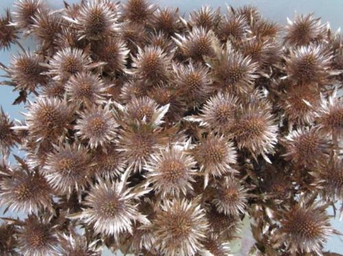 Eryngium planum kleurbehandeld H%