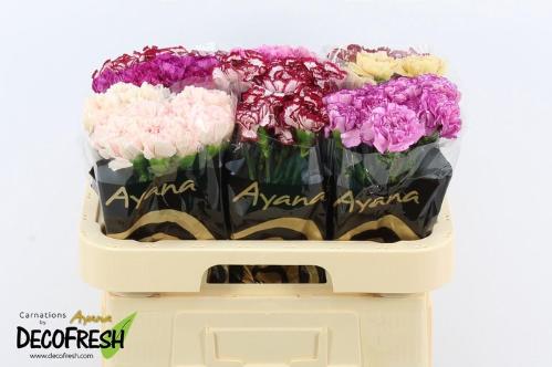 Dianthus standaard gemengd in fust