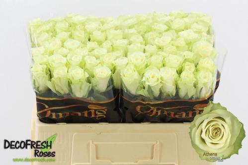 Rosa grootbloemig Athena