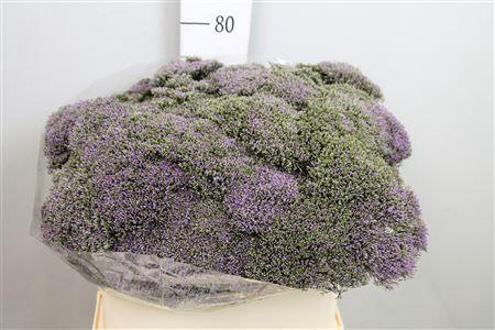 Trachelium caeruleum Blue Shine