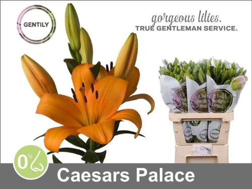 Lilium Longiflorum x Aziatische Grp 'Caesars Palace'