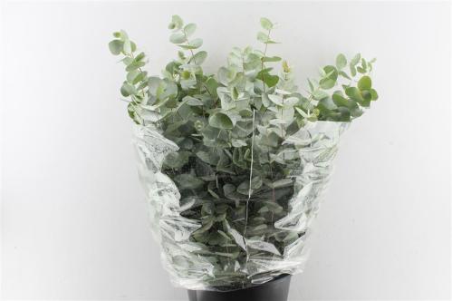 Eucalyptus per bos cinerea