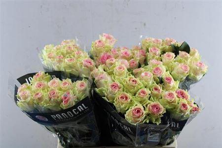 Rosa grootbloemig Top Gear!