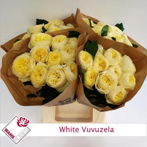 Rosa grootbloemig 'White Vuvuzela'