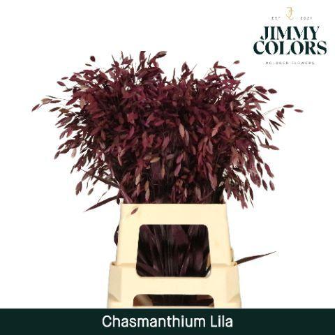 Siergras kleurbehandeld H%