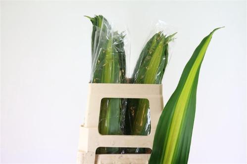 Dracaena fragrans 'Massangeana'