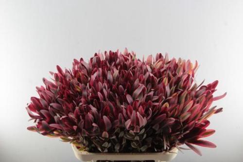 Leucadendron 'Jester'