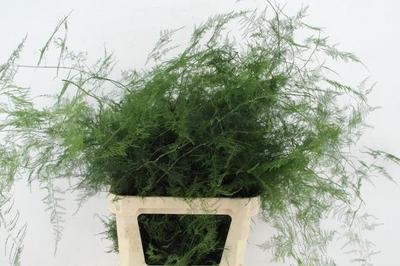 Asparagus setaceus overig