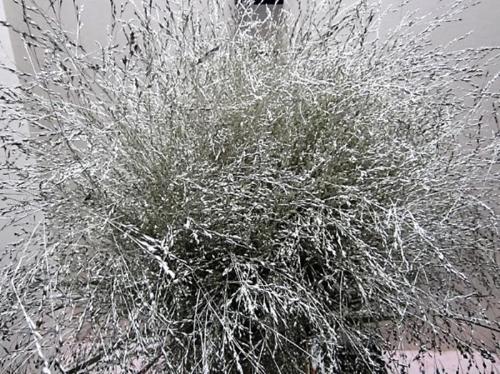 Siergras kleurbehandeld H%