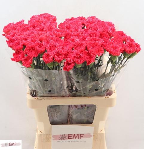 Dianthus standaard Mandalay