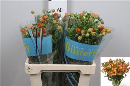 Ranunculus Butterfly Minoan