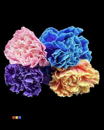 Dianthus standaard kleurbehandeld H%