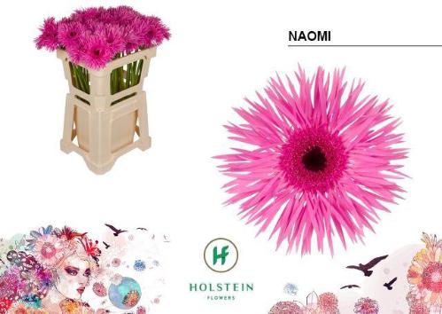 Gerbera grootbloemig spinvormig Gerspider Naomi