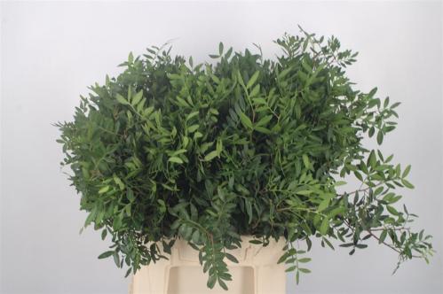 Pistacia sp. (blad)