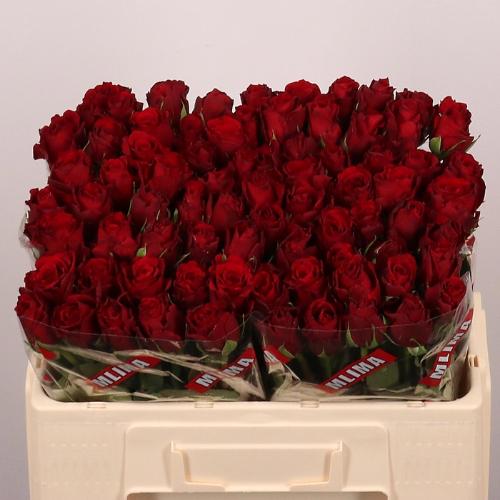 Rosa grootbloemig Upper Class