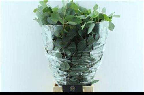Eucalyptus per bos polyanthemos