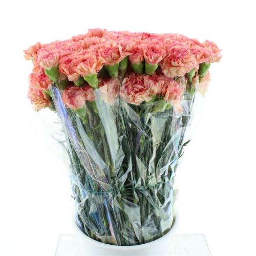 Dianthus standaard overig