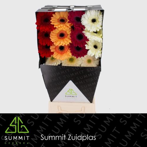 Gerbera grootbloemig gemengd