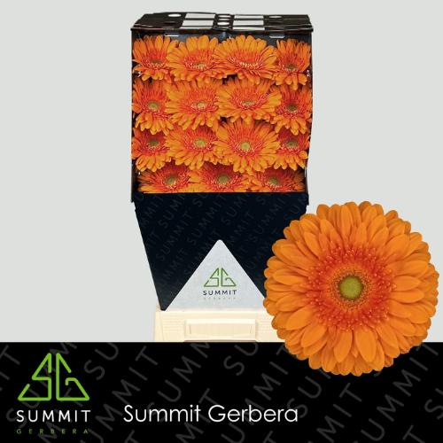 Gerbera grootbloemig Eureka