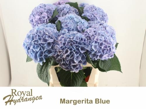 Hydrangea macrophylla 'Margarita' (blauw)