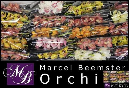 Cymbidium mini per tak gemengd