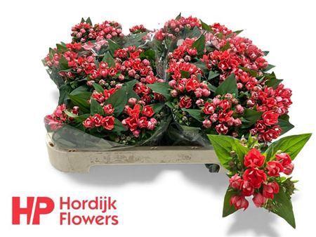 Bouvardia dubbelbloemig Diamond Coral