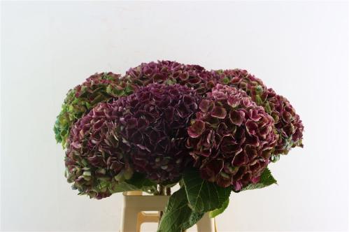 Hydrangea macrophylla Magical Amethyst