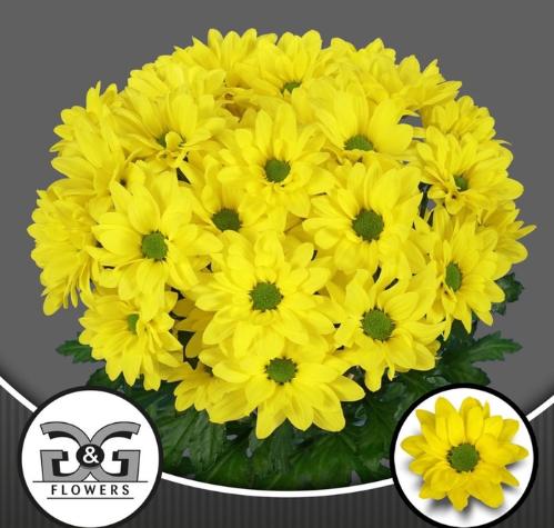 Chrysanthemum (Indicum Grp) tros Dicha
